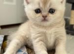 British litter F - British Shorthair Kitten For Sale - Staten Island&comma; NY&comma; US