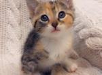 Sweetness - Domestic Kitten For Sale - Vancouver&comma; WA&comma; US
