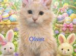 Silvers - Maine Coon Kitten For Sale - Florence&comma; AZ&comma; US