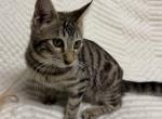 F6 SAVANNAH KITTEN Silver Nose - Savannah Kitten For Sale - Orange&comma; CA&comma; US