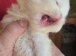 White Exotic Female - Exotic Kitten For Sale - Brooklyn&comma; NY&comma; US