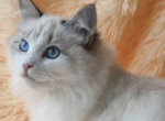 Veronika - Siberian Kitten For Sale - Brighton&comma; CO&comma; US