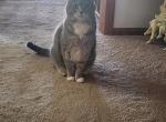 Emma - Domestic Cat For Adoption - Lincoln&comma; IL&comma; US