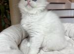 BEAUTIFUL RAGDOLL KITTENS NEW LITTER - Ragdoll Kitten For Sale - Amherst&comma; NY&comma; US