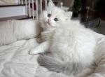 BEAUTIFUL RAGDOLL KITTENS NEW LITTER - Ragdoll Kitten For Sale - Amherst&comma; NY&comma; US