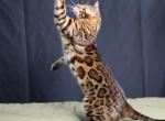 Meatball - Bengal Cat For Sale - Hot Springs&comma; NC&comma; US