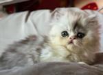 Small Persians Kittens - Persian Kitten For Sale - San Leon&comma; TX&comma; US
