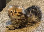 Playful Persians Kittens - Persian Kitten For Sale - San Leon&comma; TX&comma; US