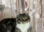 Brenda - Maine Coon Kitten For Sale - Brighton&comma; CO&comma; US