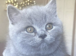 Atlas - British Shorthair Kitten For Sale - Brighton&comma; CO&comma; US