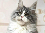 Mers - Maine Coon Kitten For Sale - Brighton&comma; CO&comma; US