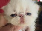 White Persian Male - Persian Kitten For Sale - Brooklyn&comma; NY&comma; US