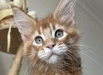 Ignor - Maine Coon Kitten For Sale - Brighton&comma; CO&comma; US