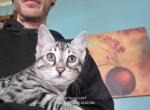 Baby Boy - Bengal Kitten For Sale - Putnam&comma; CT&comma; US