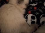 Milo - Himalayan Kitten For Sale - Ocala&comma; FL&comma; US