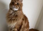 Jasper - Maine Coon Cat For Sale - Puyallup&comma; WA&comma; US