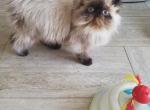 Persians - Persian Cat For Sale - Plano&comma; TX&comma; US