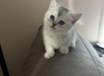 Sammie - Scottish Straight Kitten For Sale - Howard Lake&comma; MN&comma; US