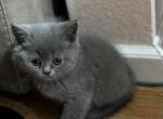 Edward - Scottish Straight Kitten For Sale - Howard Lake&comma; MN&comma; US