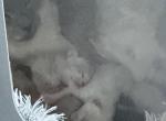 Siamese Tabby mix - Domestic Kitten For Sale - Leominster&comma; MA&comma; US