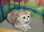 Sage - Scottish Fold Kitten For Sale - Puyallup&comma; WA&comma; US