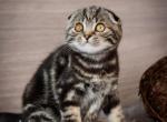 Charlie - Scottish Fold Kitten For Sale - Hollywood&comma; FL&comma; US