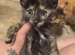 Little pink - Oriental Cat For Sale - Mount Pleasant&comma; PA&comma; US