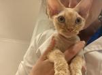 Ginger - Devon Rex Kitten For Sale - Brooklyn&comma; NY&comma; US