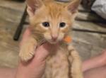 Little orange - Oriental Cat For Sale - Mount Pleasant&comma; PA&comma; US