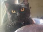 Binx - American Shorthair Cat For Adoption - Louisville&comma; KY&comma; US