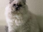 Evie - Scottish Fold Kitten For Sale - Tallahassee&comma; FL&comma; US