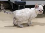 Lynx female - Bengal Kitten For Sale - Jersey City&comma; NJ&comma; US
