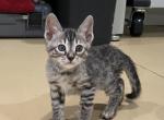 Female bengal - Bengal Kitten For Sale - 