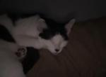 Gibby - Domestic Cat For Adoption - Tucson&comma; AZ&comma; US