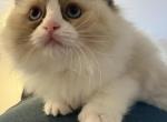 Lumos - Ragdoll Kitten For Sale - Amelia&comma; VA&comma; US