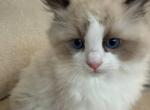 Felix - Ragdoll Kitten For Sale - Amelia&comma; VA&comma; US