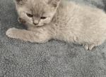 Kitten 3 - Scottish Straight Kitten For Sale - Portsmouth&comma; RI&comma; US