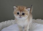 Peachie - British Shorthair Kitten For Sale - Henderson&comma; NV&comma; US