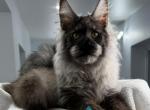 Wonderfull Lover - Maine Coon Kitten For Sale - Pembroke Pines&comma; FL&comma; US