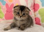 Alvin Simon Theodore Brittany and Eleanor - Scottish Fold Kitten For Adoption - Bloomfield&comma; NJ&comma; US