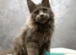 Hermes - Maine Coon Kitten For Sale - Pembroke Pines&comma; FL&comma; US