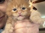 Adeline of Kingdom of Wessex litter - Maine Coon Kitten For Sale - Chandler Heights&comma; AZ&comma; US