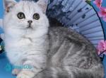 Freya - Minuet Kitten For Sale - Pembroke Pines&comma; FL&comma; US