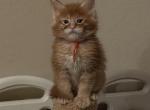 Alfred aka Alfie of Kingdom of Wessex litter - Maine Coon Kitten For Sale - Chandler Heights&comma; AZ&comma; US