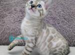 White - Bengal Kitten For Sale - Pembroke Pines&comma; FL&comma; US
