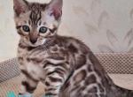 Artur - Bengal Kitten For Sale - Pembroke Pines&comma; FL&comma; US
