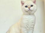 Armani - British Shorthair Kitten For Sale - Norwalk&comma; CT&comma; US