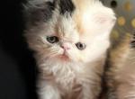 Dolly - Persian Kitten For Sale - Poplarville&comma; MS&comma; US