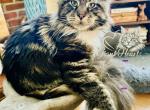 Dean Martin - Maine Coon Cat For Sale - Salem&comma; OH&comma; US