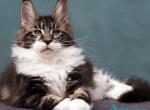 Alberto - Maine Coon Kitten For Sale - Miami&comma; FL&comma; US